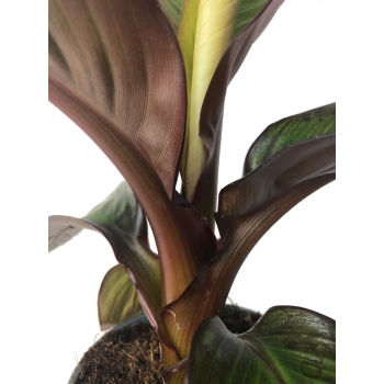 Ensete Maurelii Red Banana czerwony bananowiec